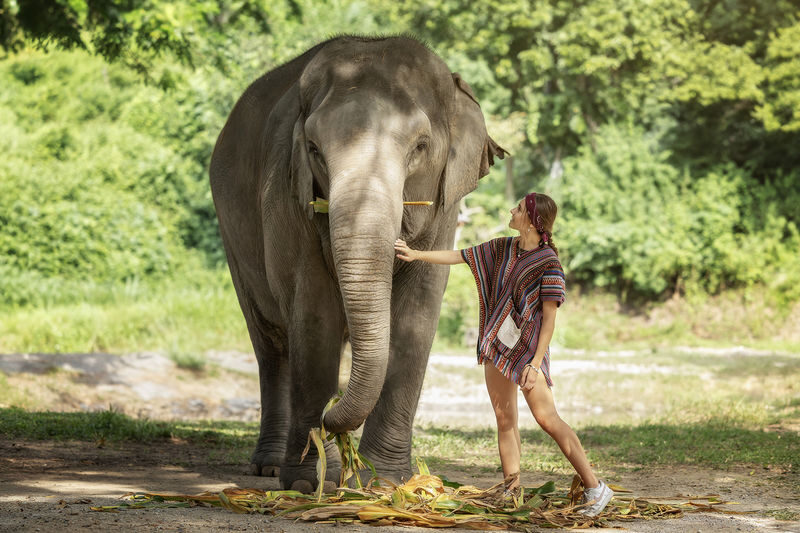 Elephant Jungle Sanctuary Chiang Mai Experience - From elephant behavior to fruit in the trunk