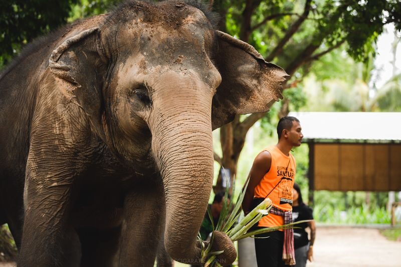 Elephant Jungle Sanctuary Experience in Koh Samui - Choosing between a short visit and a half-day