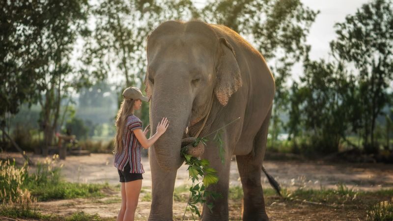 Elephant Jungle Sanctuary Pattaya Experience - What happens during the visit