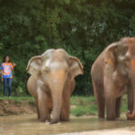 Elephant Jungle Sanctuary Phuket Experience - Feeding fruit and learning the routine