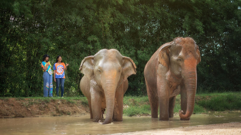 Elephant Jungle Sanctuary Phuket Experience - Feeding fruit and learning the routine