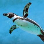 Emaar Aquarium and Underwater Zoo Ticket in Istanbul - What the ticket covers, and what it does not