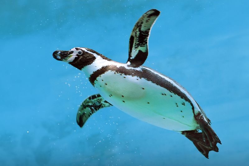 Emaar Aquarium and Underwater Zoo Ticket in Istanbul - What the ticket covers, and what it does not