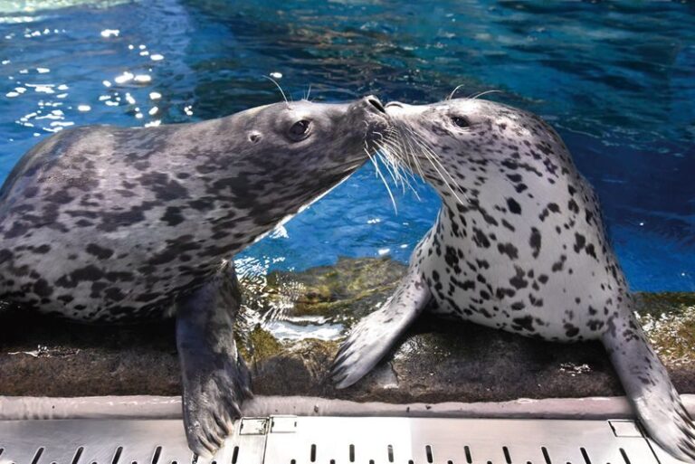 Enoshima Aquarium Ticket in Fujisawa - Jellyfish, otters and the quieter exhibits