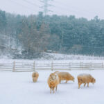 Eobi Ice Valley/ Snow Sledding/ Lighting Festival/ Strawberry/ Nami - Nami Island: a scenic walk with a clock to watch
