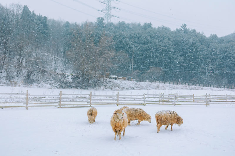 Eobi Ice Valley/ Snow Sledding/ Lighting Festival/ Strawberry/ Nami - Nami Island: a scenic walk with a clock to watch