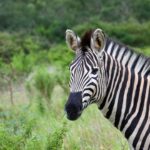 eThekwini KwaZulu-Natal Wildlife Safari with Elephant Encounter - At Natal Park, elephants are the close-up encounter