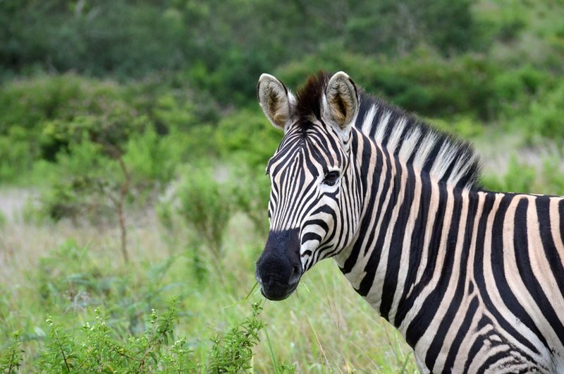 eThekwini KwaZulu-Natal Wildlife Safari with Elephant Encounter - At Natal Park, elephants are the close-up encounter