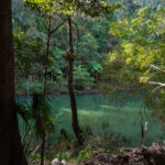 Eungella National Park Half-Day Platypus Encounter Tour from Airlie Beach - What the half-day format does, and does not, tell you
