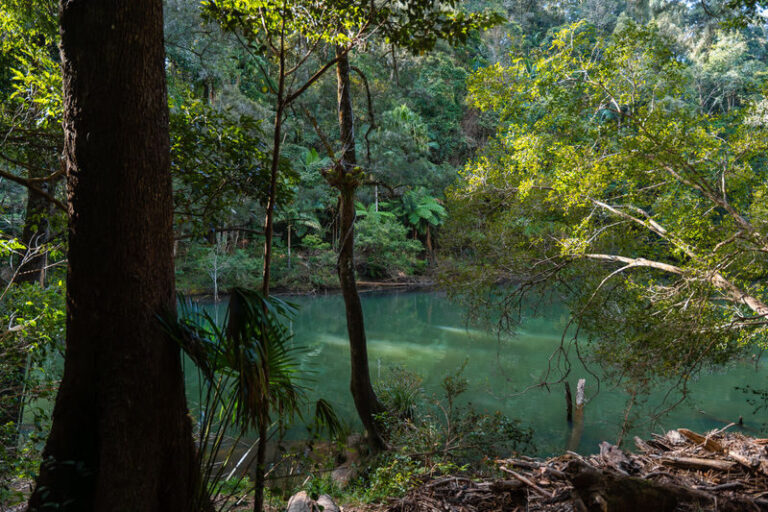 Eungella National Park Half-Day Platypus Encounter Tour from Airlie Beach - What the half-day format does, and does not, tell you