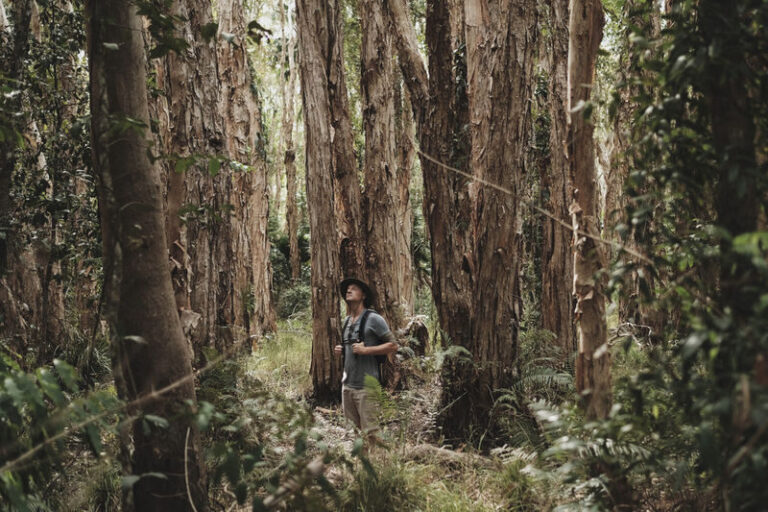 Everglades Explorer Noosa - From Habitat Noosa to Fig Tree Point