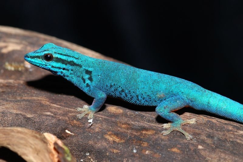 Experimental Zoo "iZoo" Admission Ticket in Shizuoka - KawaZoo: a second stop for frogs
