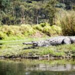 Explore Chitwan: 3-Day Culture, Wildlife & Jungle Tour - A road journey from Kathmandu or Pokhara