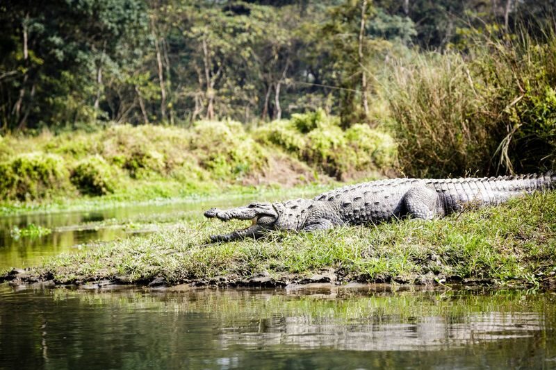 Explore Chitwan: 3-Day Culture, Wildlife & Jungle Tour - A road journey from Kathmandu or Pokhara