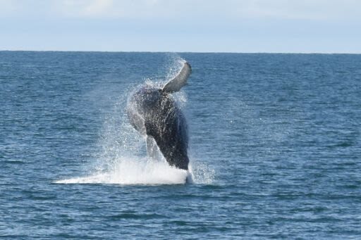 Express Whale Watching Experience in Akureyri - From Oddeyrarbót to the return dock
