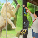 Faunaland Ancol Ticket in Jakarta - Plan your visit around the bird show
