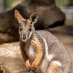 Featherdale Sydney Wildlife Park Ticket - Feeding Kangaroos and Wallabies
