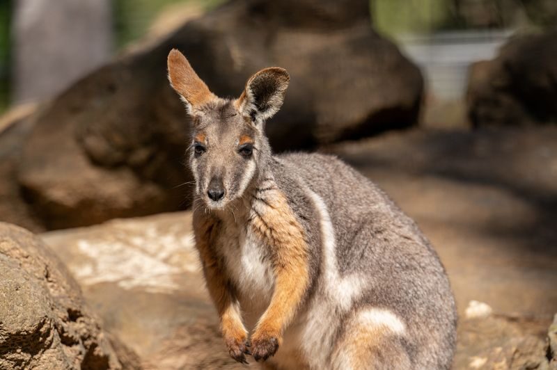 Featherdale Sydney Wildlife Park Ticket - Feeding Kangaroos and Wallabies
