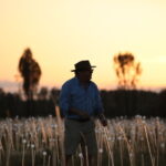 Field of Light Sunrise Tour - Watching Uluru catch the first light