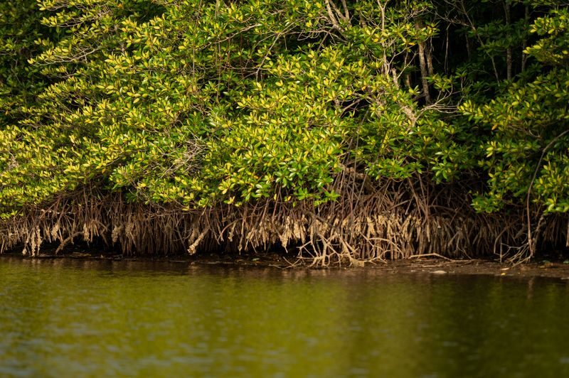 Floating Mosque & Mangrove River Half-Day Guided Tour - The mosque stops offer a useful contrast