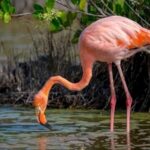 Floreana Island Full Day Tour in Galapagos - From Puerto Ayora to Asilo de la Paz