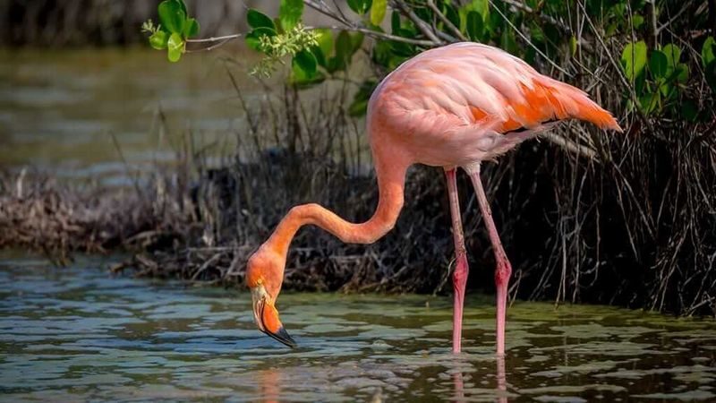 Floreana Island Full Day Tour in Galapagos - From Puerto Ayora to Asilo de la Paz