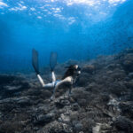 Freediving Tour at Napaling Reef and the Sardines - Meet at Freedive Academy Panglao