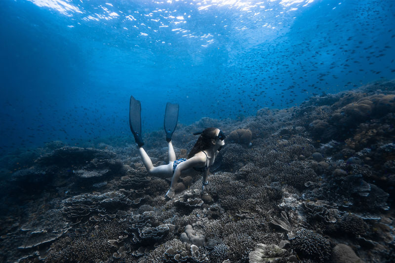 Freediving Tour at Napaling Reef and the Sardines - Meet at Freedive Academy Panglao
