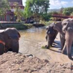 Freedom Elephant Reserve Phuket - A welfare-first visit, without bathing