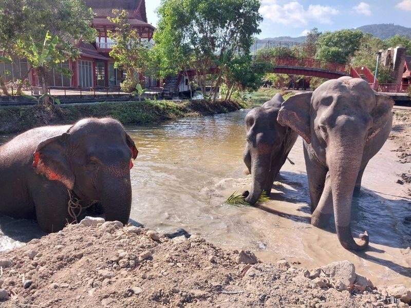 Freedom Elephant Reserve Phuket - A welfare-first visit, without bathing