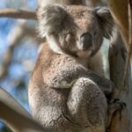 French Island and Phillip Island Wildlife and Penguin Parade Tour - Crossing Western Port Bay
