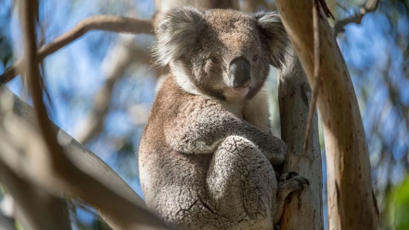 French Island and Phillip Island Wildlife and Penguin Parade Tour - Crossing Western Port Bay