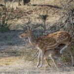 From Jaipur: Ranthambore National Park Day Trip with Safari - Inside Ranthambore’s forest and grassland