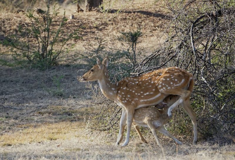 From Jaipur: Ranthambore National Park Day Trip with Safari - Inside Ranthambore’s forest and grassland