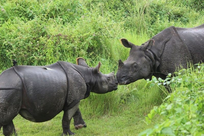 From Kathmandu: 3-Day Wildlife Safari Adventure Tour - Day one: the road to Sauraha