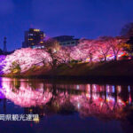 Fukuoka Iconic Cherry Blossom Spots Full-Day Tour - How the pace feels at each stop