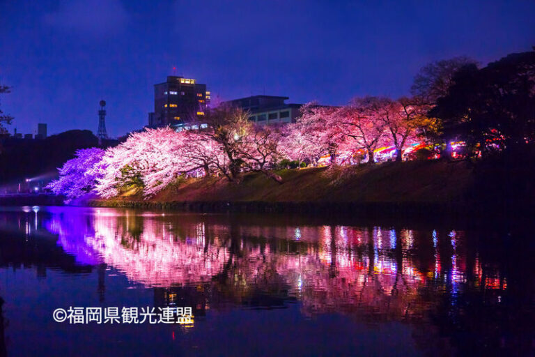 Fukuoka Iconic Cherry Blossom Spots Full-Day Tour - How the pace feels at each stop