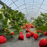 Fukuoka Itoshima Full-Day Hidden Gems & Food Tour - Meoto Iwa: coastal scenery, photos and a possible wait