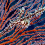 Full-Day Dive Trip in Manggarai with PADI Dive Center - Two morning sessions and a proper surface interval