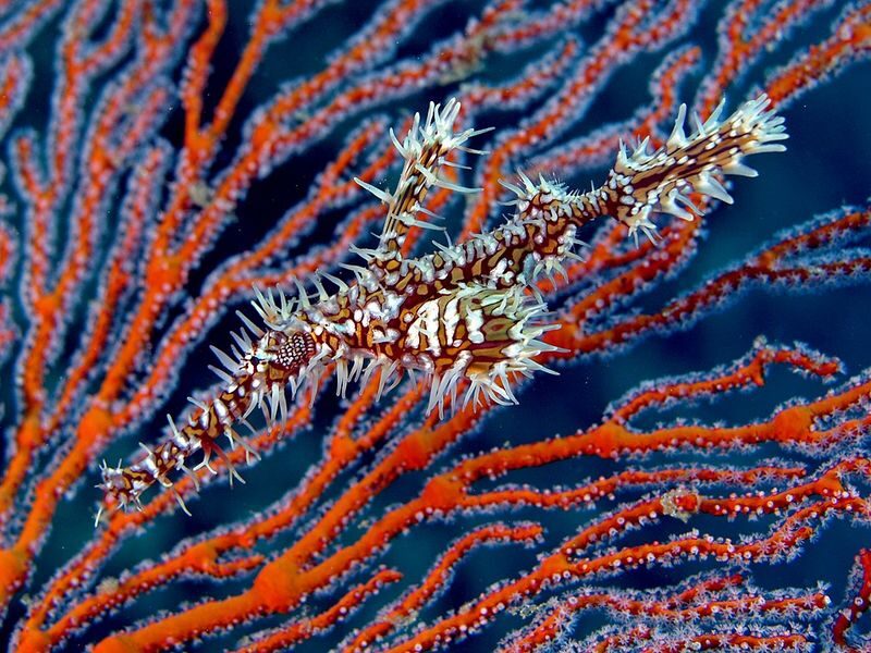 Full-Day Dive Trip in Manggarai with PADI Dive Center - Two morning sessions and a proper surface interval