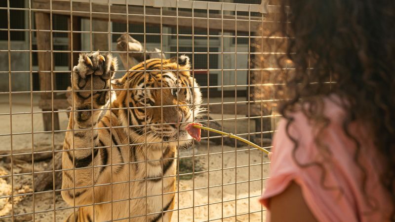 Full Day Pass | Angkor Wildlife & Aquarium - Conservation Is Part of the Visit