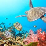 Full Day Racha Yai Scuba Diving Course All Inclusive from Phuket - The early pickup sets the day in motion