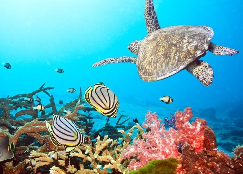 Full Day Racha Yai Scuba Diving Course All Inclusive from Phuket - The early pickup sets the day in motion