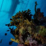 Fun Dives in Boracay - Who should book this package