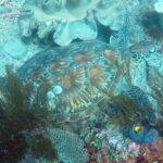 Fun Diving by Bali Diving (For Certified Diver) - What the price covers, and what it does not