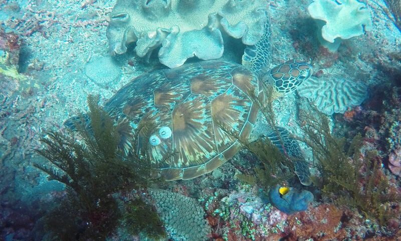 Fun Diving by Bali Diving (For Certified Diver) - What the price covers, and what it does not