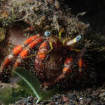 Fun Diving Experience in Nusa Penida with Karma Diving - A small group can make the water feel less hectic