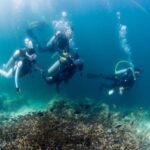 Fun Diving in Mactan or Hilutungan Island - A 07:00 Start and a 13:00 Return