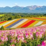 Furano & Shikisai-no-Oka Lavender Day Trip from Sapporo (Includes Limited-Time Complimentary Flower Park Admission + Norokko Tractor Bus Ride) - Shikisai-no-Oka and the tractor ride