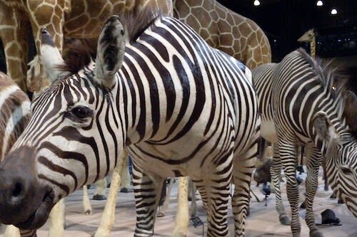 Gallery of Evolution Ticket in Paris - The migration display is the visual payoff